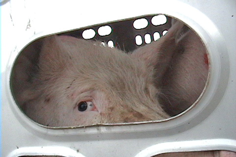 little pig